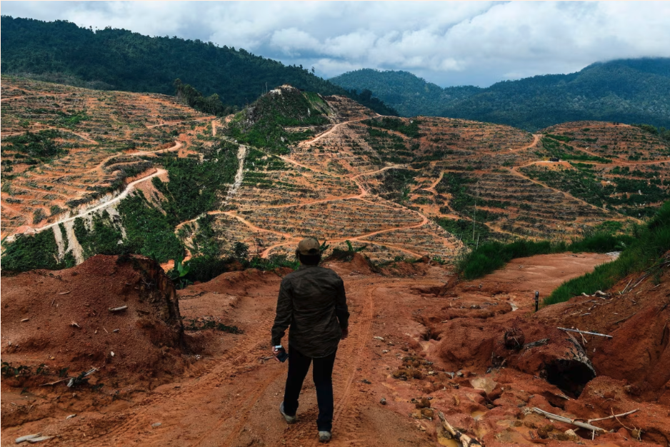 A durian farm in Malaysia, where demand for the fruit is one driver of deforestation